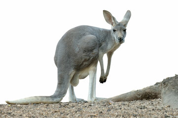 Verrückt: Anwohner entdecken Känguru und Schlange in ihren Gärten