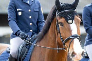 Polizeipferd geht durch und verletzt Frau in München