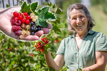 Himbeeren, Aronia und Co.: Hier ist alles bio zum Selbstpflücken