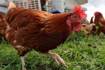 "Eine abstoßende Tat": Unbekannte brechen in Garten ein und enthaupten mehrere Hühner