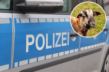 Ungewöhnlicher Polizeieinsatz: Gestohlene Schafe in Wohnhaus entdeckt