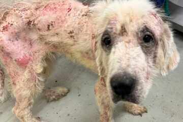 Loving dog makes shocking transformation after horrifying ordeal