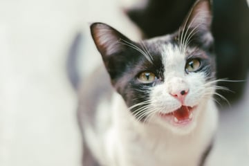 Übler Geruch in Erfurter Wohnung: Einsatzkräfte entdecken vier verwahrloste Katzen