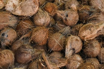 Eine Tonne Drogen in Kokosnüssen geschmuggelt: Jetzt geht es vor Gericht