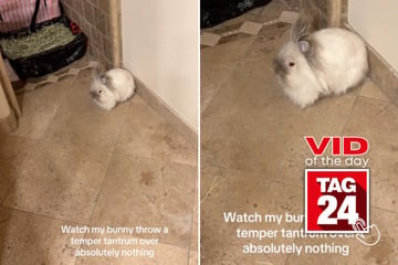 Viral Video of the Day for February 2, 2025: Pet bunny throws epic temper tantrum in bathroom!