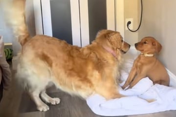 Golden Retriever lernt Welpen kennen: Was dann passiert, lässt Herzen tanzen