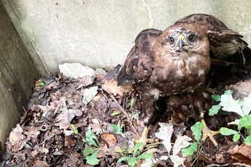 Frankfurt: Bussard "Hugo" gerät in große Not: So wurde der Greifvogel gerettet