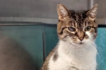 Sie will nicht im Tierheim sterben: Wer schenkt Katzen-Oma Rosalie ein Happy End?