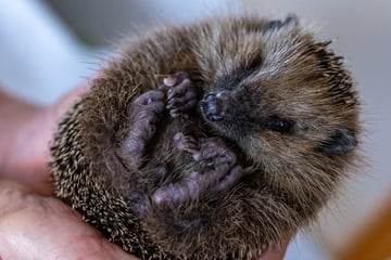 Zeuge bringt Papiermüll weg und macht tierischen Fund