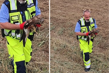 Fliegender Mäusejäger kauert verwundet an der A4