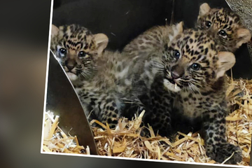Hagenbeck freut sich über drei Leoparden-Babys! Dass sie leben, ist nicht selbstverständlich