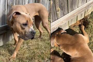 Fence-crossed lovers! Doggy besties dig a huge tunnel to reach one another in sweet "FURbidden friendship"