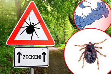 Zecken-Alarm in Sachsen! Neue Arten bringen gefährliche Krankheiten
