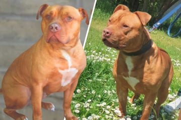Diese Methoden helfen Ted gegen Stress: Doch der Hund will mehr - Happy End?