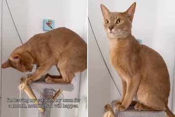Cat is unrecognizable after a few weeks of pampering at Grandma's house: "WELP"