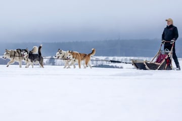 Husky-Touren im Erzgebirge: Wer will da noch nach Alaska?