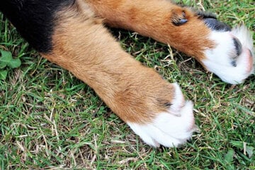 Why do dogs have dewclaws? Dog dewclaw removal and the origins of wolf claws...