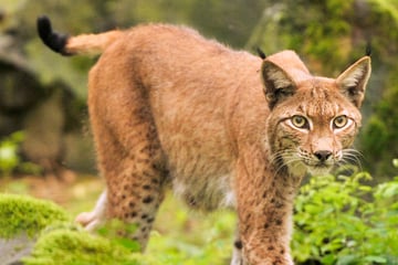 Luchs ausgewildert: Koda streift jetzt durch den Pfälzerwald
