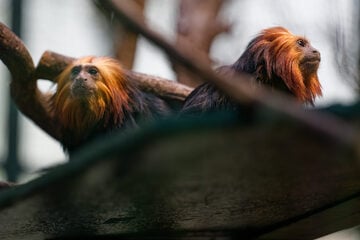 Umzug in den Kölner Zoo: Tierpfleger freuen sich über kleinsten Primaten der Erde
