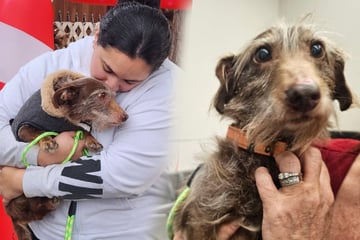 Weihnachtswunder gibt es wirklich: Die lange Reise einer kleinen Fellnase berührt so viele