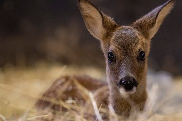 Thanks to drones: 663 fawns in NRW saved from combine harvester death!