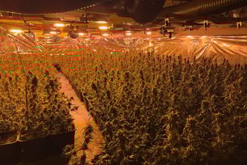 Nach Zufallsfund im Mülleimer: Polizei nimmt riesige Cannabis-Plantage hoch