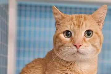 Besitzerin bringt Katze nach 15 Jahren ins Tierheim: Was sie dann fragt, zerreißt Personal das Herz