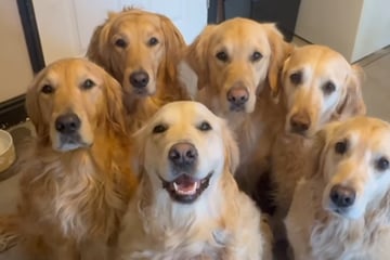 Six Golden Retrievers get special assignment to wake up their Daddy – then chaos breaks out!
