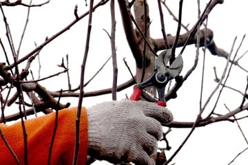Gartenarbeit zu dieser Jahreszeit? Sinnvoll ist jetzt ein Apfelbaum-Winterschnitt