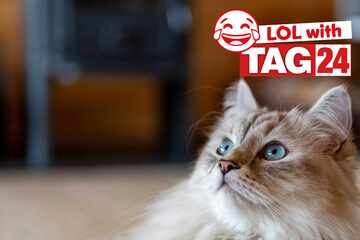 Joke of the Day for December 7, 2024: The best jokes to get your funny on for Caturday