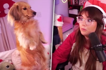 Frau ist mitten im Stream: Was ihr Dackel dann plötzlich tut, verzückt so viele
