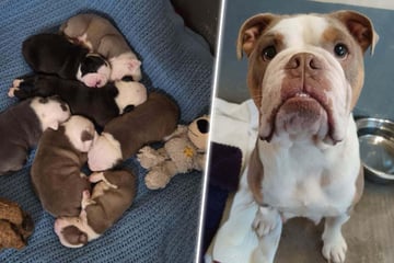 Mit Hammer geschlagen, als sie Welpen beschützt: Nun findet Bulldogge Roxy ihr Glück!