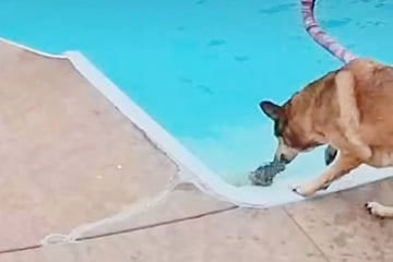 Hund verhält sich seltsam am Pool: Als Frau genauer hinsieht, traut sie ihren Augen nicht