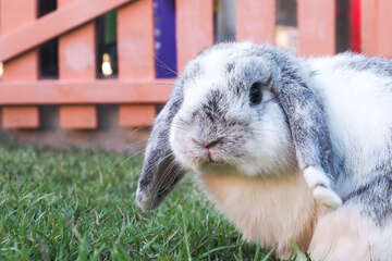 Tierquäler in Stapelburg: Kaninchen stirbt an schweren Verletzungen!