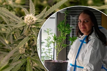 In Pirnas erstem Kifferclub wächst schon das "Gras"