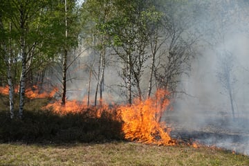 Waldbrandgefahr steigt im Süden Brandenburgs