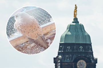 Dresden: Falken brüten nicht: Beliebter Rathausturm darf wieder bestiegen werden