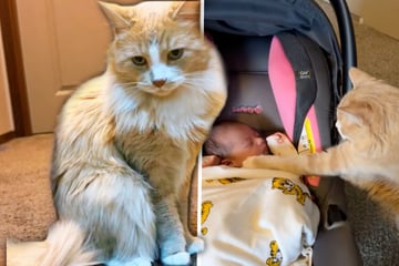 Orange Katze trifft zum ersten Mal auf Baby: Die Realität bricht dann aber allen das Herz