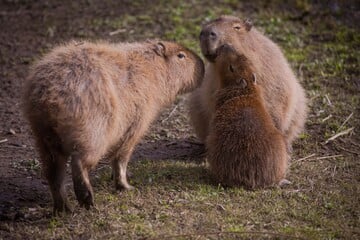 Sieben Monate auf der Flucht: Ausgebüxtes Capybara Samba lebend entdeckt - kann es gerettet werden?