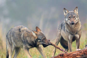 Wölfe: Zoff um Wolfs-Abschüsse in NRW geht weiter: Gibt es jetzt neue Klagen?