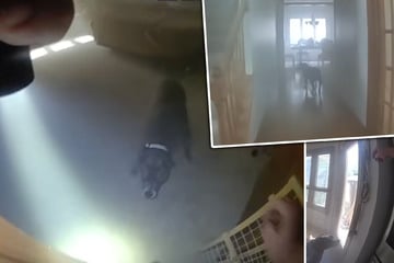 Haus in Flammen, doch wohlerzogener Hund will nicht einfach flüchten