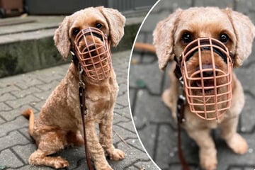 Feiner Kerl mit Maulkorb-Pflicht: Darum ist Cockapoo Henry so schwer zu vermitteln