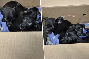 Zitternde Fellnasen: Fünf Hundebabys in Umzugskarton ihrem Schicksal überlassen