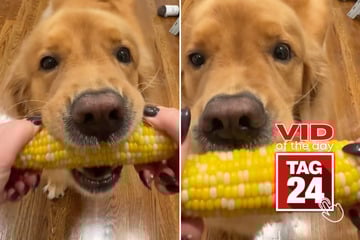 Viral Video of the Day for October 26, 2025: Golden retriever tries corn for the first time