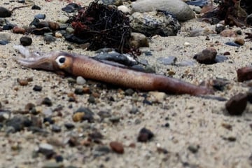 Rätsel am Ostsee-Strand! Woher stammt dieser tote Kalmar?