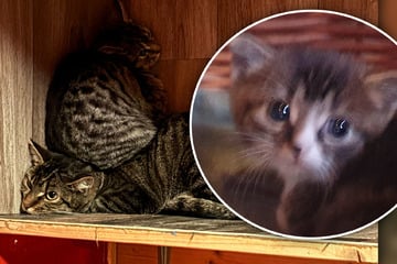 Drei ausgemergelte Katzen landen im Tierheim: "Was ist mit den Menschen los?"