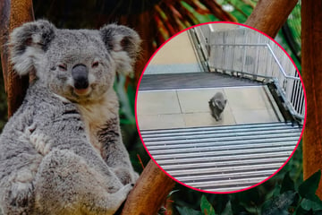 Police chase koala through busy Sydney train station