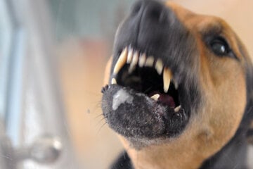 Hunde geraten aneinander: Frau verletzt sich beim Eingreifen