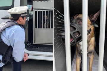Anzeigen-Hagel nach Schock-Video: Rocker verdrischt seinen Malinois "Eddy" mit Leine - Polizei greift durch