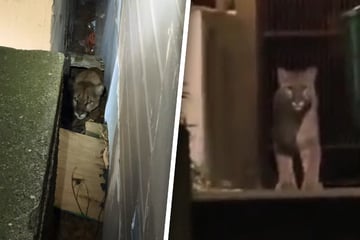 Puma-Alarm im Luxusviertel: Anwohner filmen Raubtier vor ihren Häusern